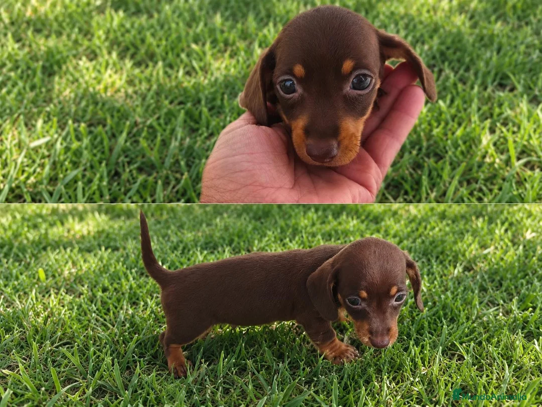 Teckel Miniatura perros en venta: Teckel miniatura  - Anuncio 1