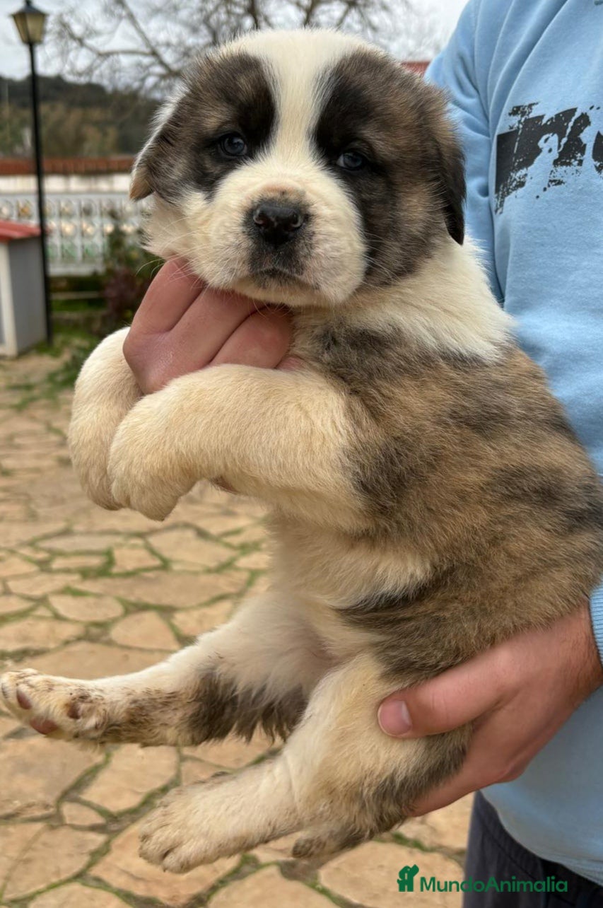 Mastín Español perros Cachorros de mastín español - Anuncio 16