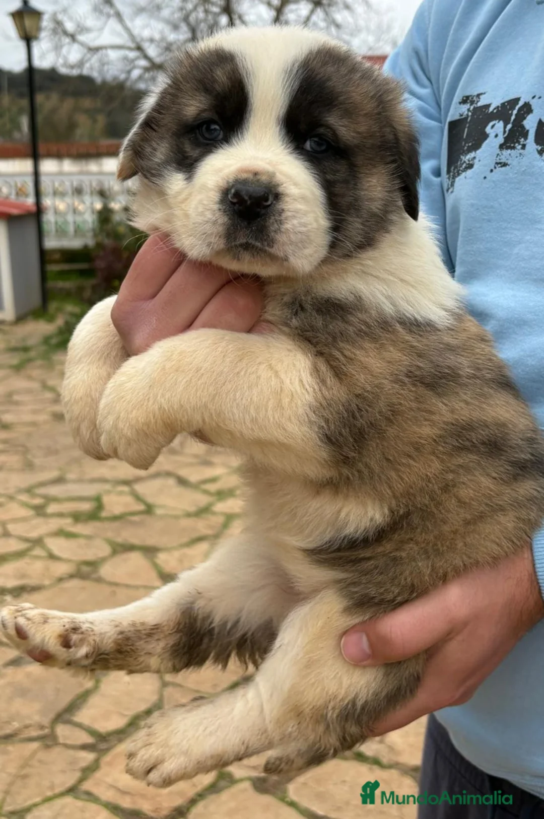 Mastín Español perros en venta: Cachorros de mastín español - Anuncio 1