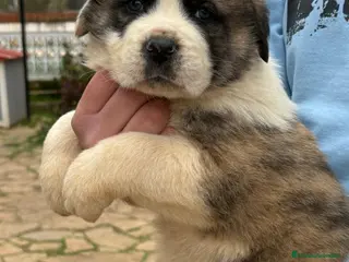 Mastín Español perros Cachorros de mastín español - Anuncio 16