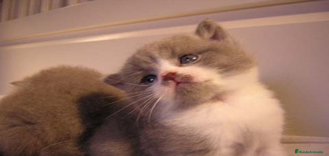 Imagen de galería {{count}}