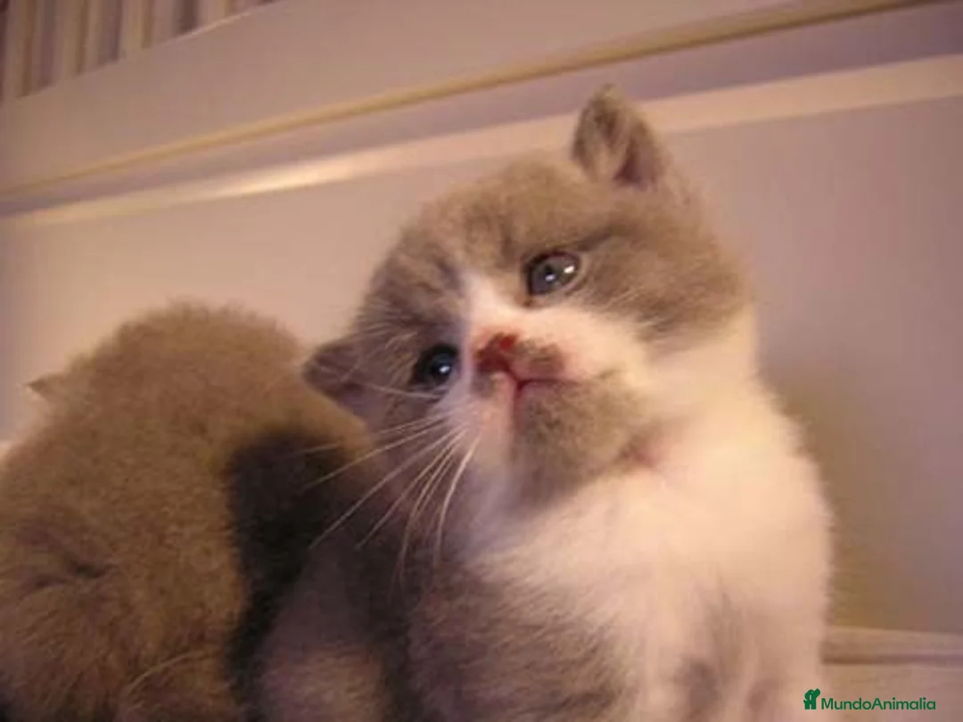 Imagen de galería {{count}}