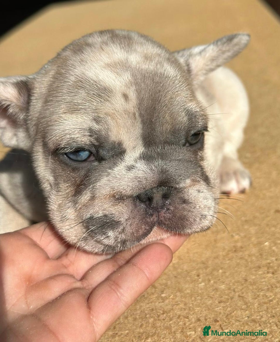 Bulldog Francés perros en venta: Bulldog francés big rope - Anuncio 2
