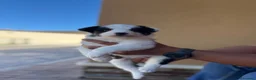 Border Collie perros en venta: Border collie  - Anuncio 3