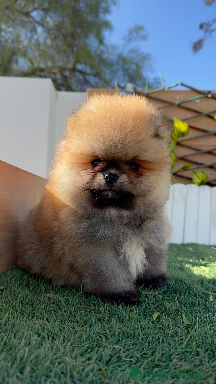 Pomerania perros POMERANIA - Anuncio 1