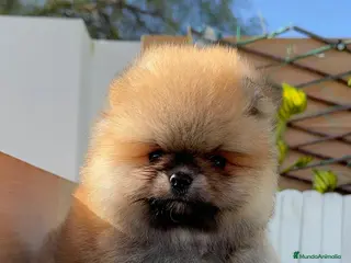 Pomerania perros POMERANIA - Anuncio 4
