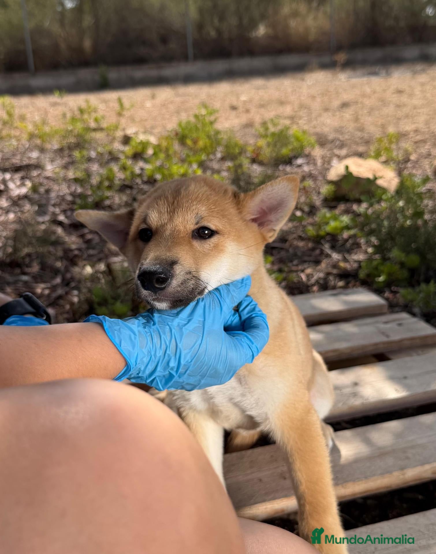 Shiba Inu perros SHIBA INU HEMBRA - Anuncio 1