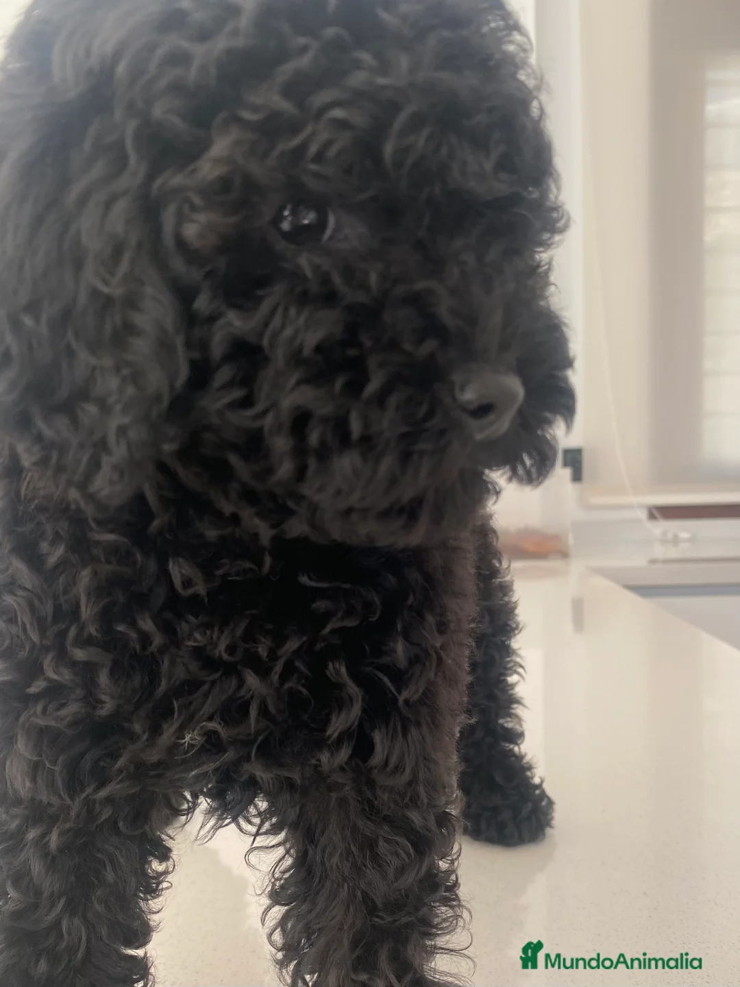 Caniche Toy perros en venta: Caniche toy hembra  - Anuncio 5