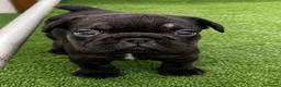 Bulldog Francés perros en venta: Preciosos bulldog francés  - Anuncio 3