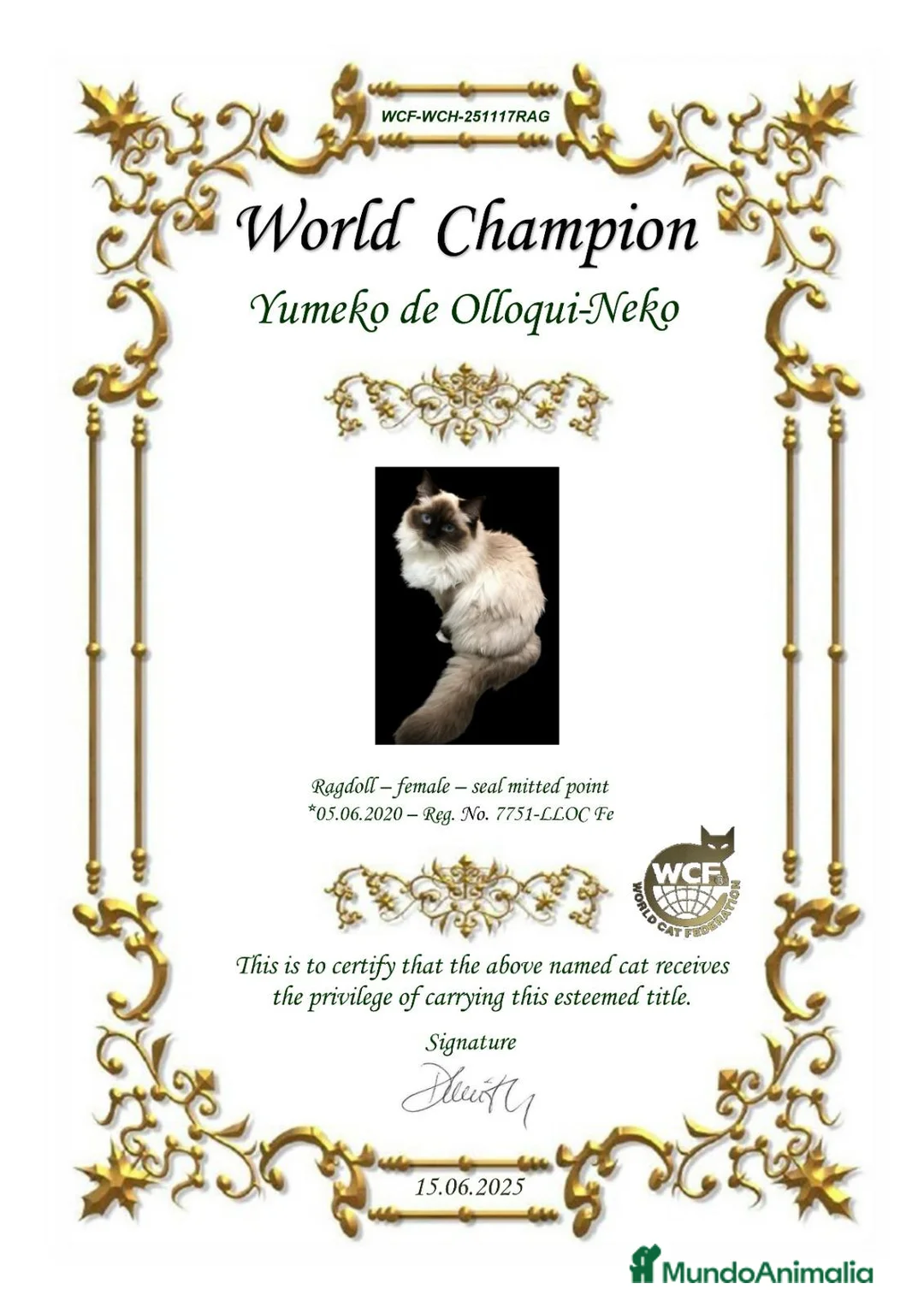 Ragdoll gatos en venta: Gatitos Ragdoll - Anuncio 3