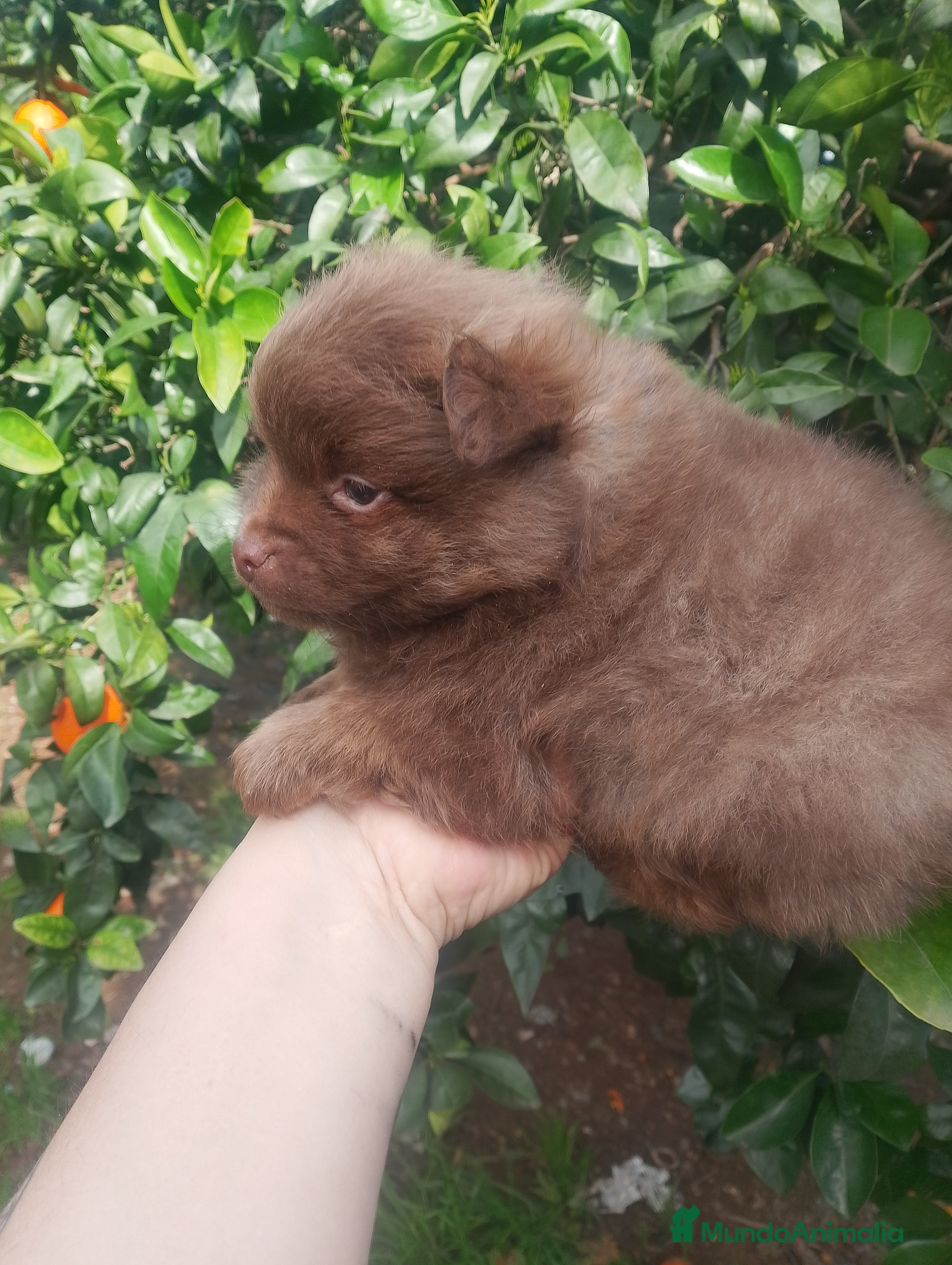 Pomchi perros Pomchi macho 600 - Anuncio 1