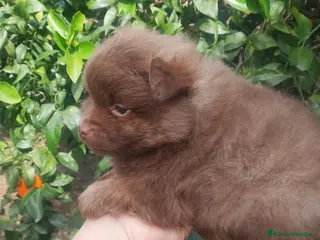 Pomchi perros Pomchi macho 600 - Anuncio 1