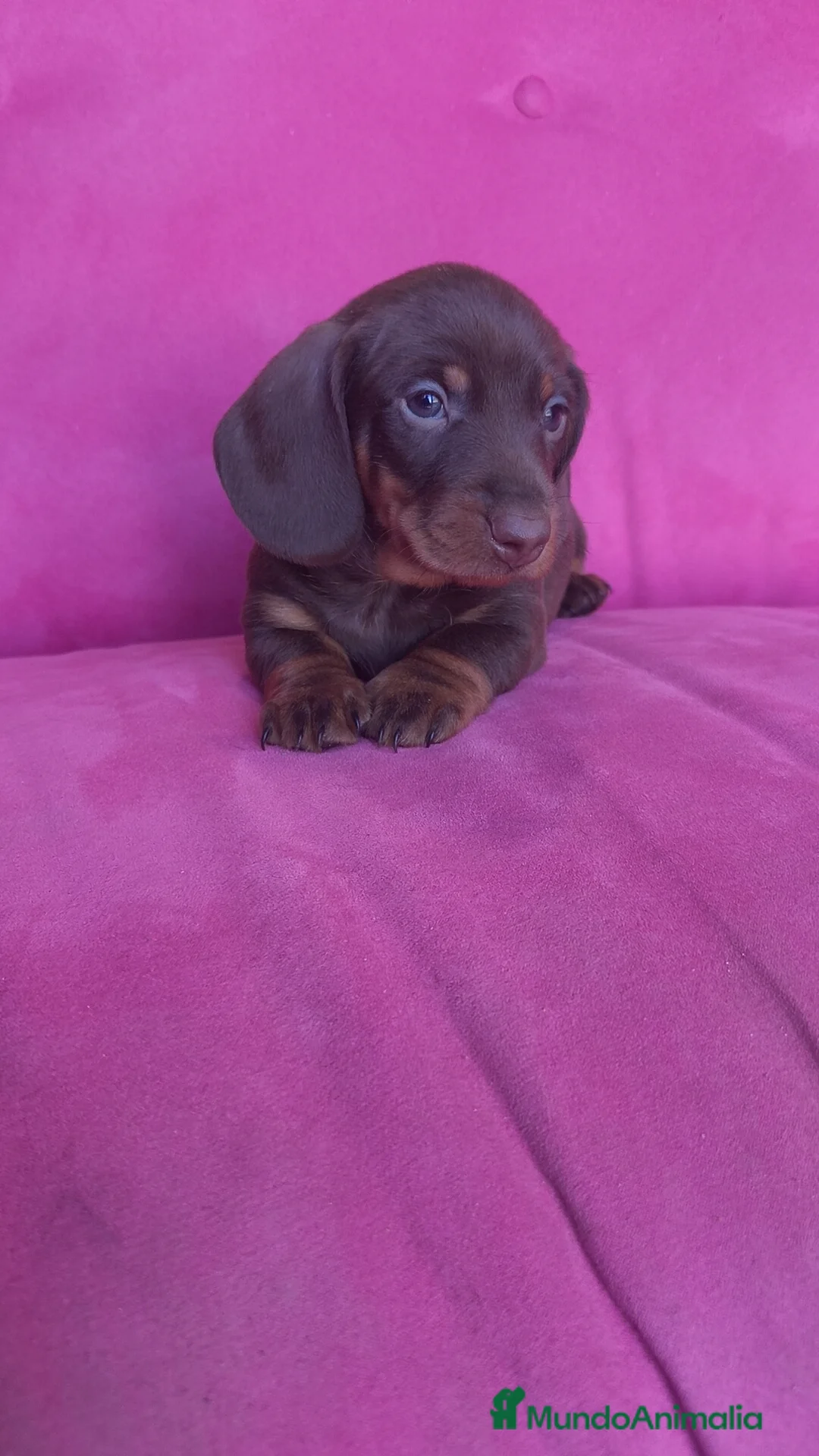 Teckel Miniatura perros en venta: Teckel Kanichen chocolate macho y hembra  - Anuncio 7