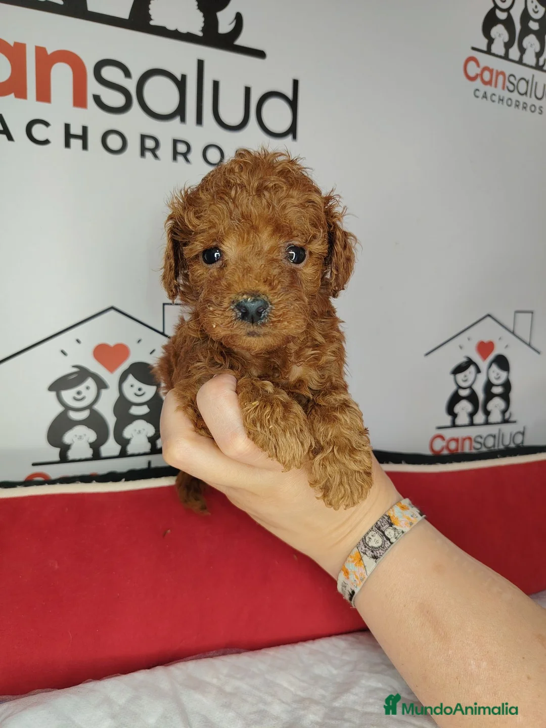 Caniche Toy perros en venta: Caniche Toy rojo pimentón  - Anuncio 3