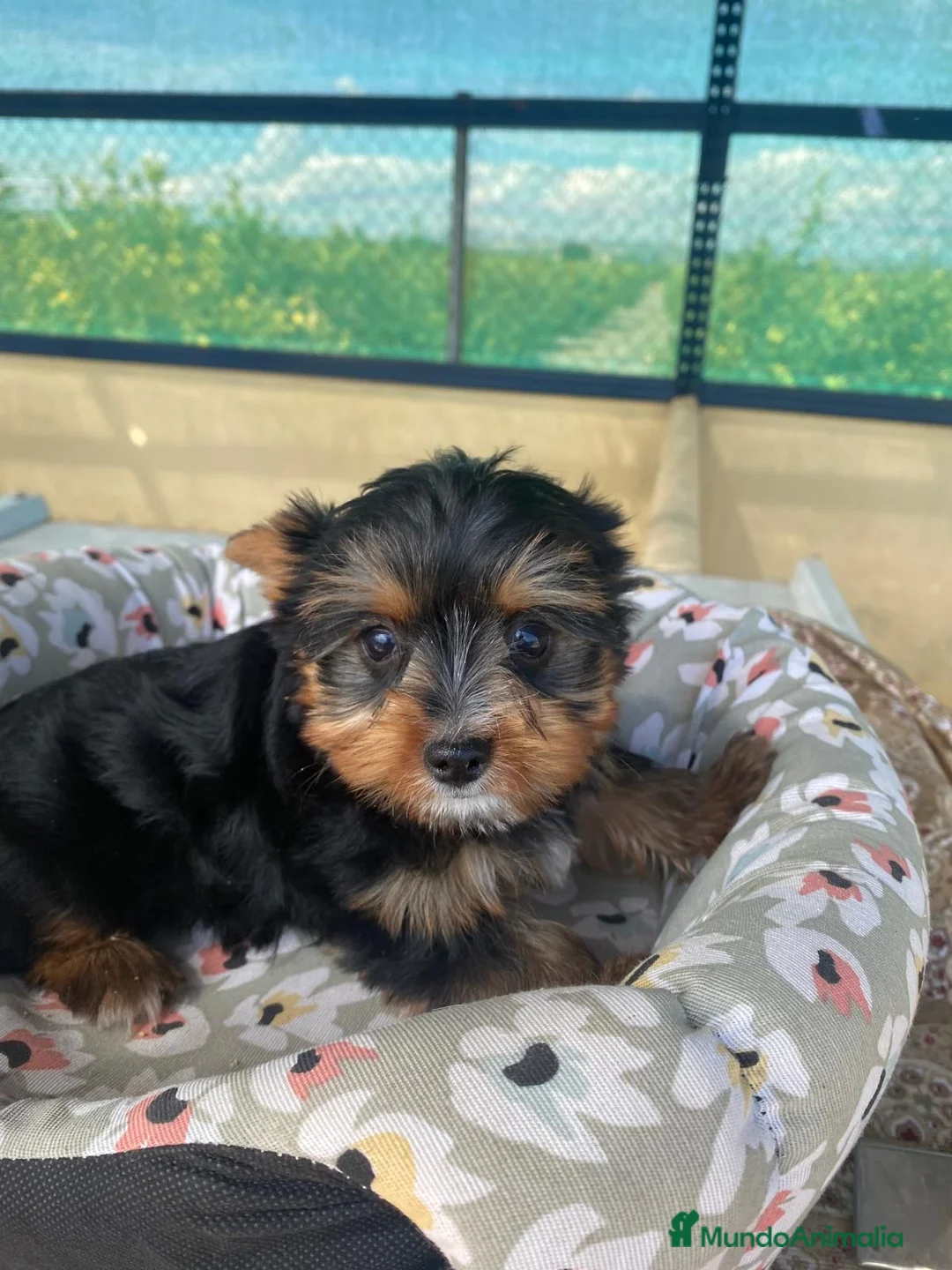 Yorkshire Terrier perros en venta: CACHORRITOS DE YORKSHIRE - Anuncio 1