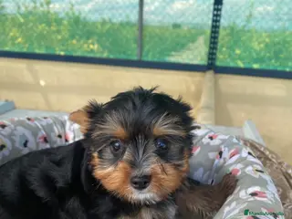 Yorkshire Terrier perros CACHORRITOS DE YORKSHIRE - Anuncio 3