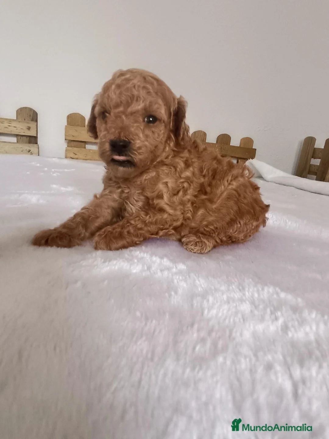 Caniche Toy perros en venta: Caniche toy hembra  - Anuncio 2