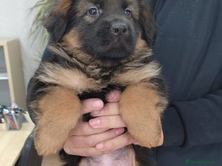 Pastor Alemán perros Nueva Camada de Pastor manto Negro - Anuncio 4