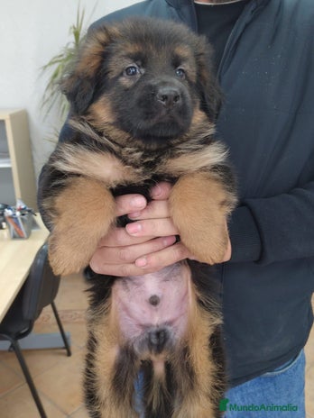 Pastor Alemán perros Nueva Camada de Pastor manto Negro - Anuncio 4