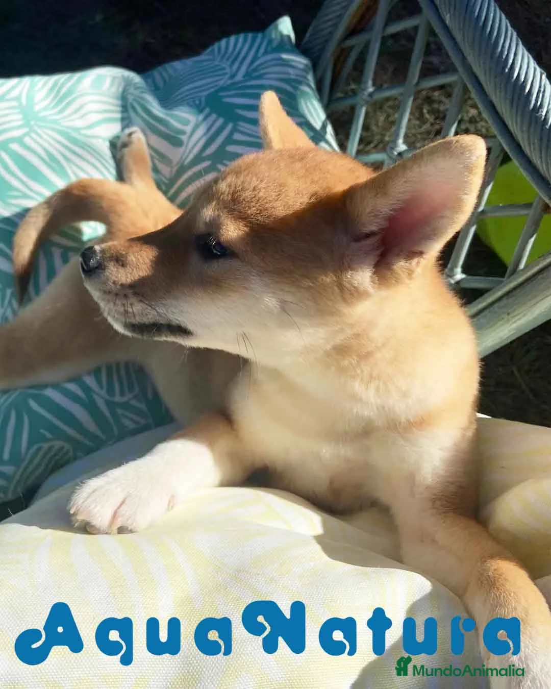 Shiba Inu perros en venta: Shiba Inu Hembra 5287 de Mar - AQUANATURA en Barcelona - Anuncio 3