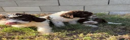 Perro de Agua Español perros en venta: Disponible Perros de agua de Calidad  - Anuncio 6