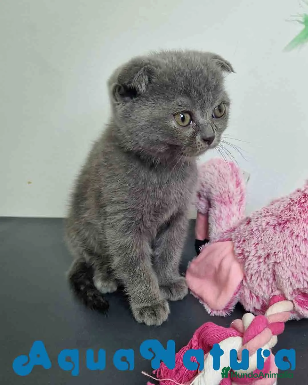 Scottish Fold gatos en venta: Scottish Fold Shorthair Hembra 1928 AQUANATURA - Anuncio 2