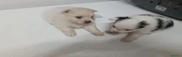 Pomerania perros en venta: Preciosos lulú de pomerania - Anuncio 3