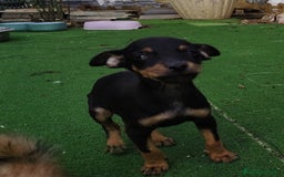 Pinscher Miniatura perros en venta: Mini pinscher negro fuego  - Imagen 4