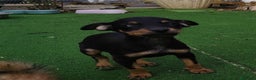 Pinscher Miniatura perros en venta: Mini pinscher negro fuego  - Anuncio 4