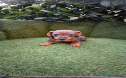 Teckel Miniatura perros en venta:  teckel miniatura  color jabali - Imagen 8