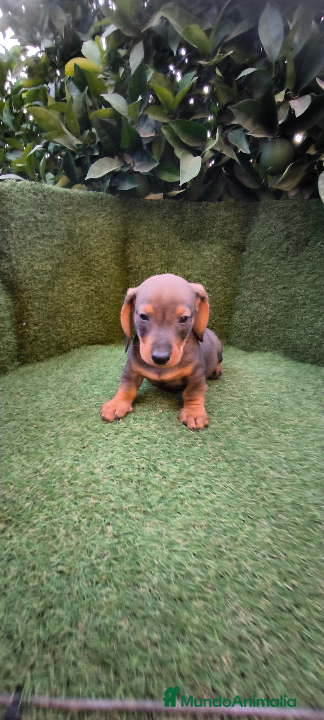 Teckel Miniatura perros en venta:  teckel miniatura  color jabali - Imagen 8