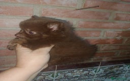 Pomchi perros en venta: Pomchi macho toy chocolate  - Imagen 1