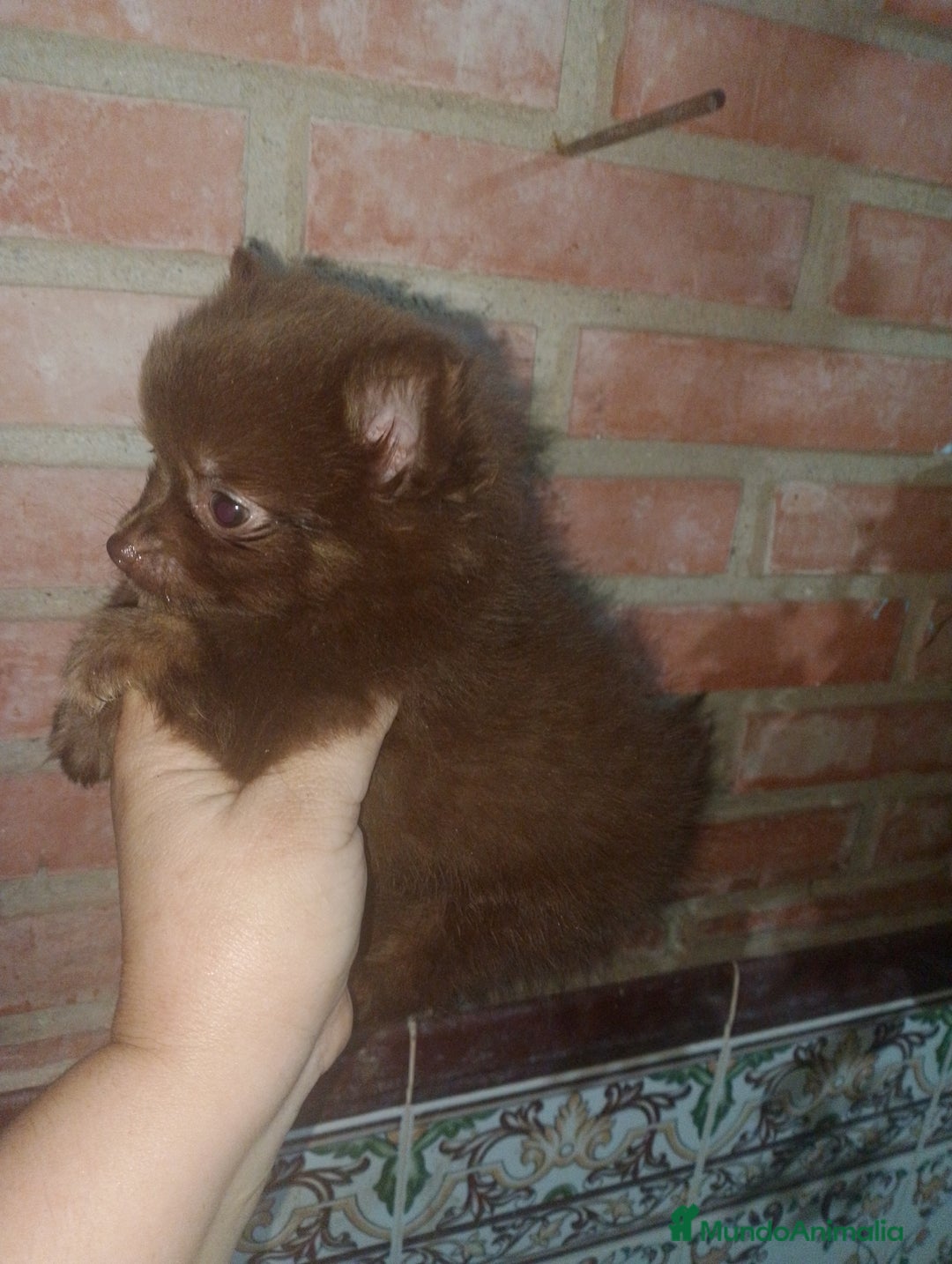 Pomchi perros en venta: Pomchi macho toy chocolate  - Imagen 1