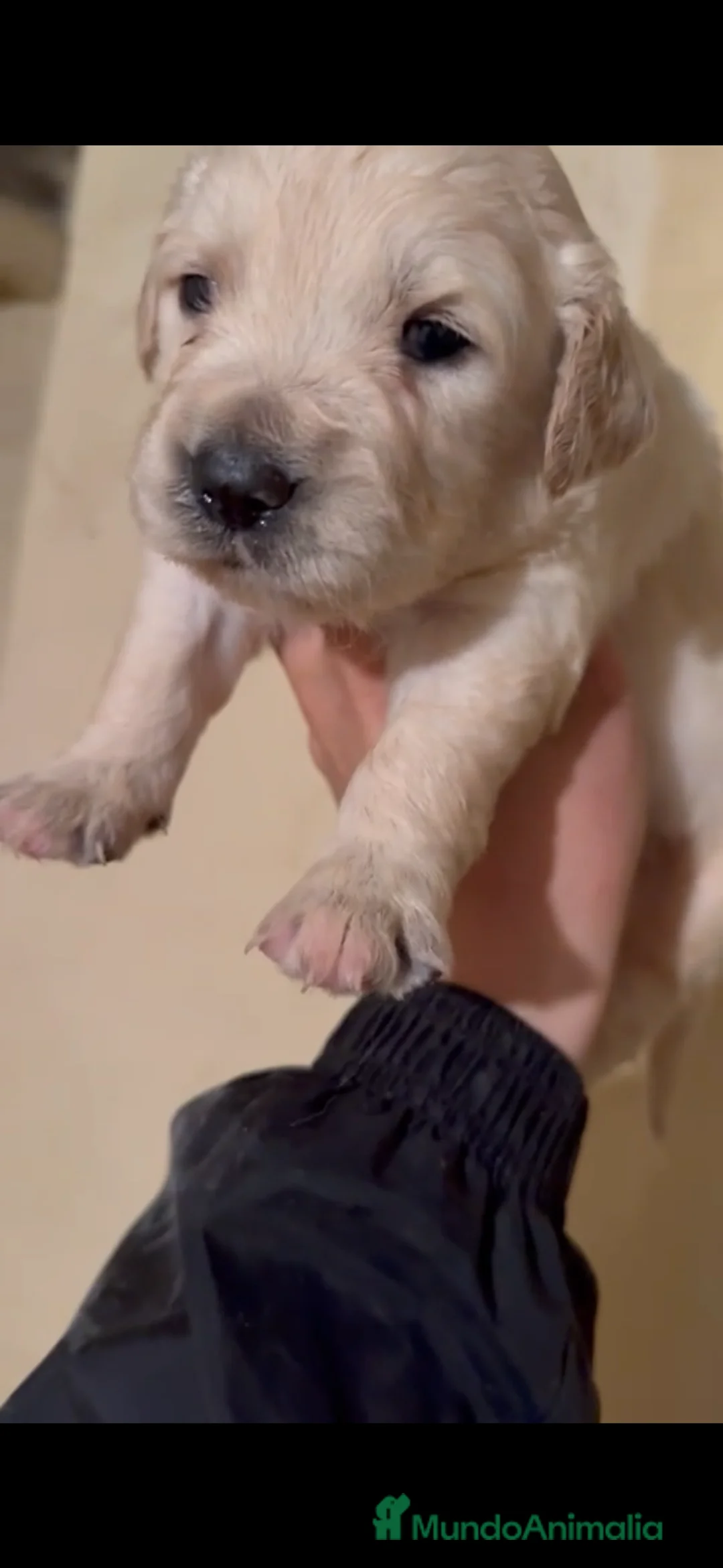 Golden Retriever perros en venta: Golden retriever  - Anuncio 8