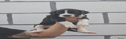 Dogo Alemán perros en venta: Dogo Alemán  - Anuncio 3