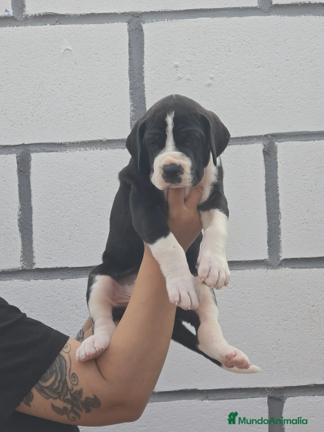 Dogo Alemán perros en venta: Dogo Alemán  - Anuncio 3