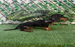Teckel Miniatura perros en venta: 🐶🌭 ¡Cachorros Teckel en busca de hogar! 🐶🌭 - Imagen 6