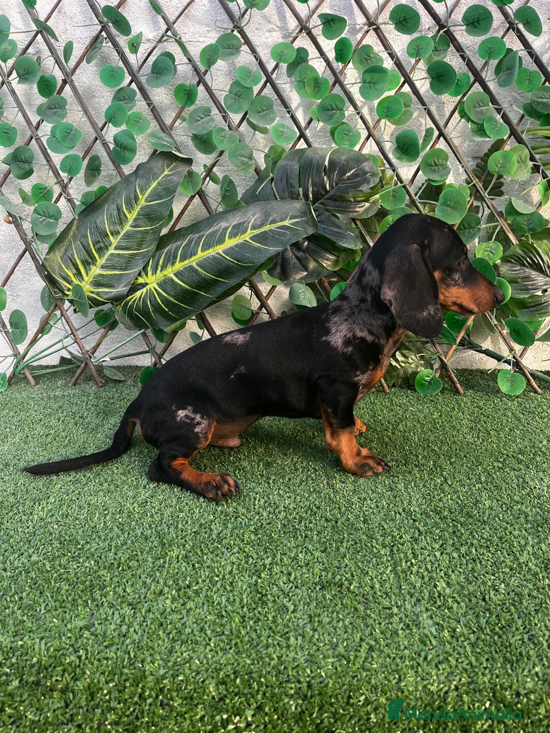 Teckel Miniatura perros en venta: 🐶🌭 ¡Cachorros Teckel en busca de hogar! 🐶🌭 - Imagen 6