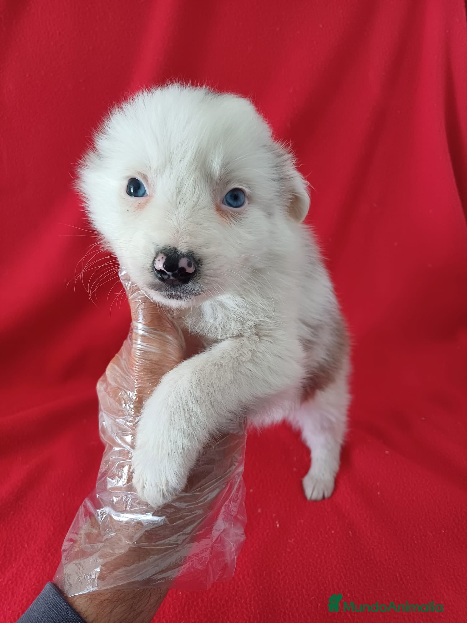 Border Collie perros Border Collie Merle  - Anuncio 4