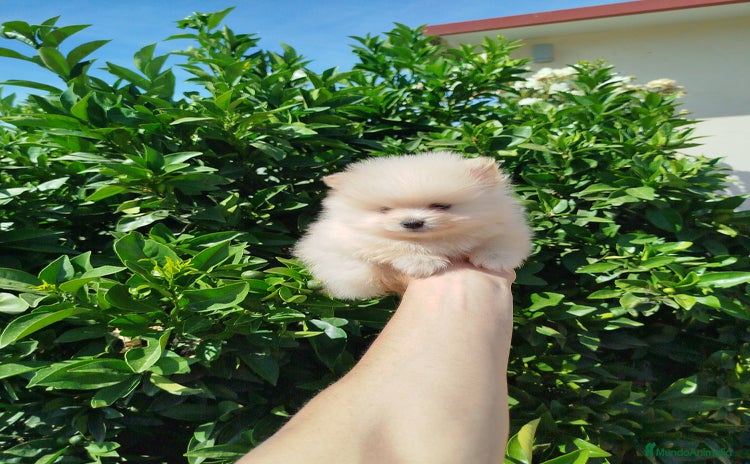 Pomerania perros - Propaganda 2