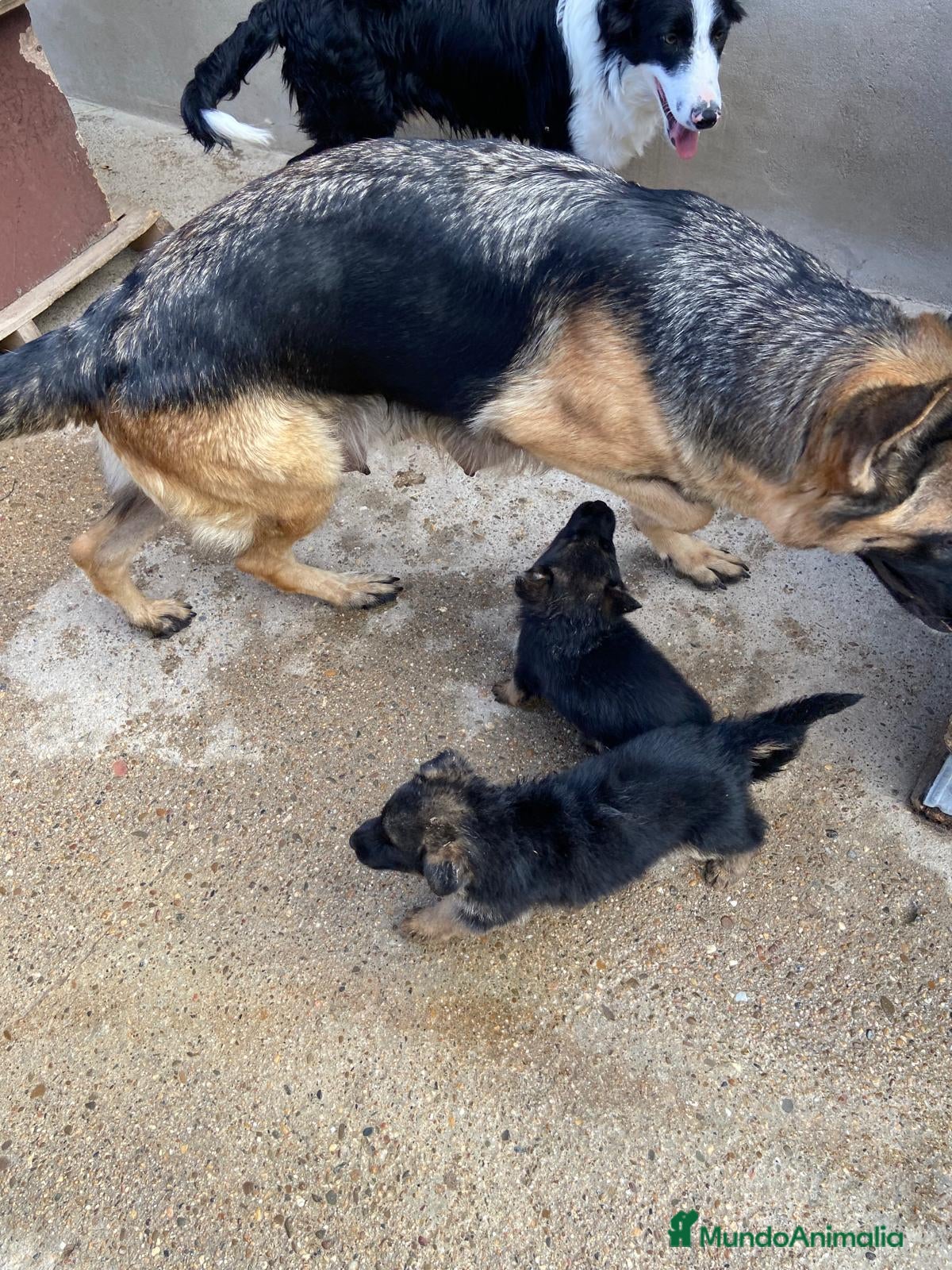 Raza Mixta perros Pastor alemán con lobo checoslovaco  - Anuncio 1