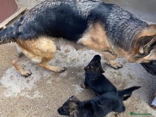 Raza Mixta perros Pastor alemán con lobo checoslovaco - Anuncio 11