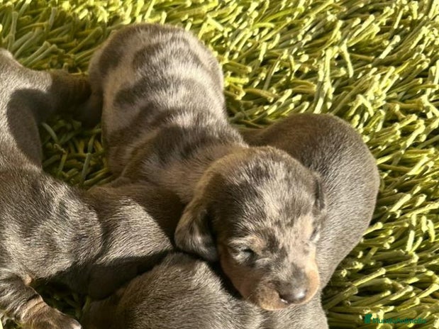 Teckel Miniatura perros Teckel Mini Arlequin - Anuncio 5