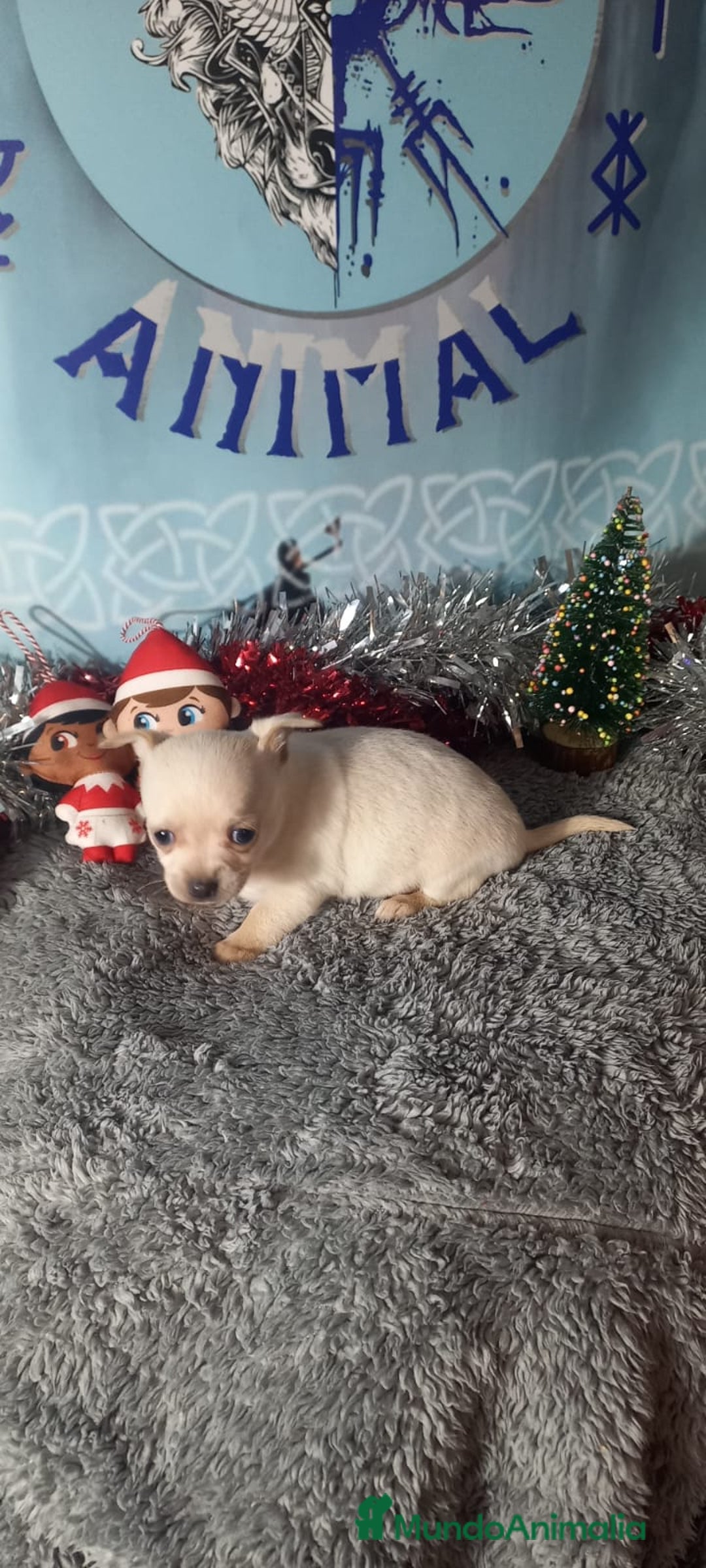 Chihuahua perros en venta: Chihuahua macho para entregar en unos días  - Anuncio 3