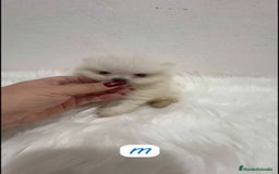 Pomerania perros en venta: POMERANIA LULÚ MINI TOY  - Imagen 2