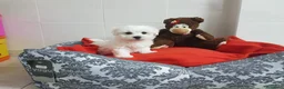 Bichón Maltés perros en venta: Bichón maltés - Anuncio 10