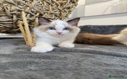 Ragdoll gatos en venta: Gatito Ragdoll - Imagen 2