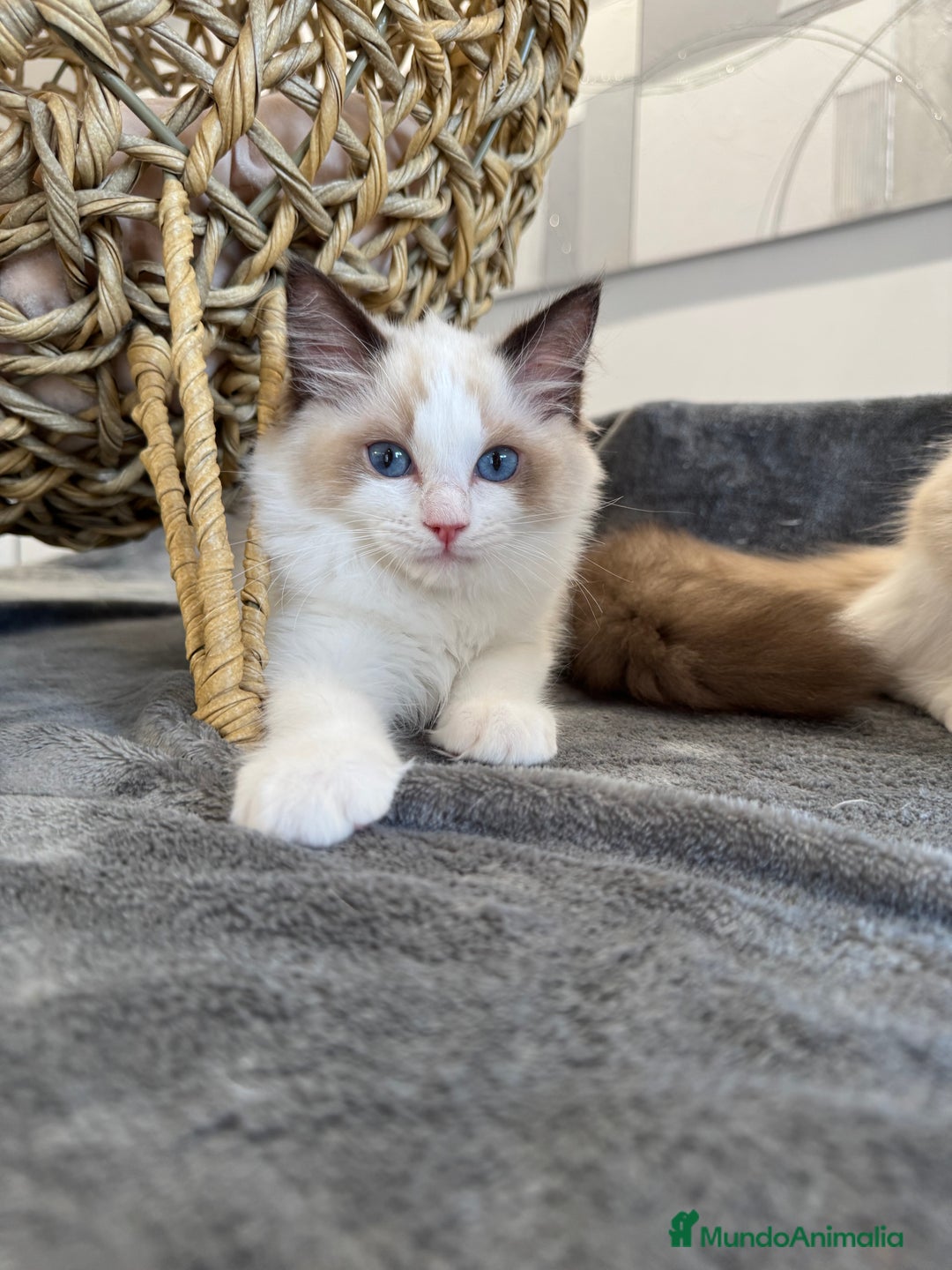 Ragdoll gatos en venta: Gatito Ragdoll - Imagen 2