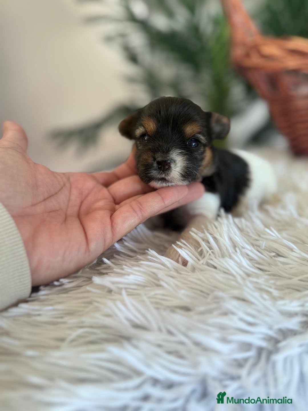 Yorkshire Terrier perros en venta: YORKSHIRE BIEWER HEMBRA - Anuncio 6