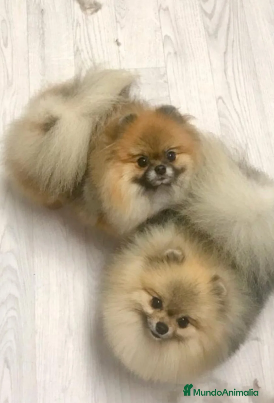Pomerania perros en venta: Pomerania mini - Anuncio 3